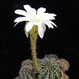 Echinopsis albispinosa ex fischeri JLcoll1413.JPG